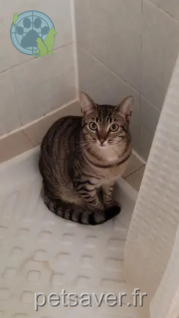 cat lost Bordeaux Cajou cat lost Bordeaux Cajou