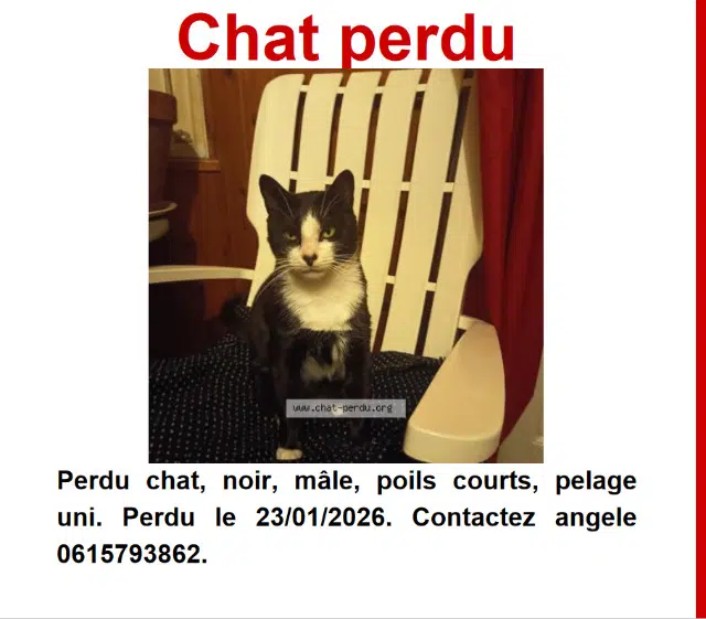 chat lost    Bordeaux Calinou