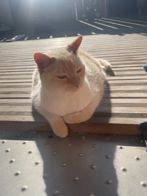 cat lost Bordeaux Creamy cat lost Bordeaux Creamy
