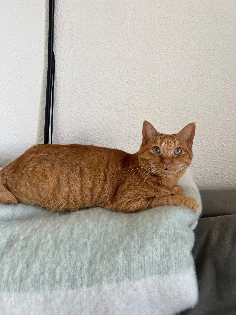cat lost    Bordeaux Dio