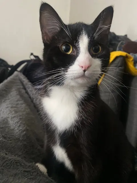 cat lost    Bordeaux Django
