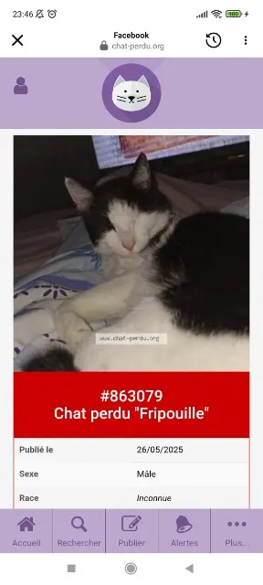 chat lost    Bordeaux Fripouille