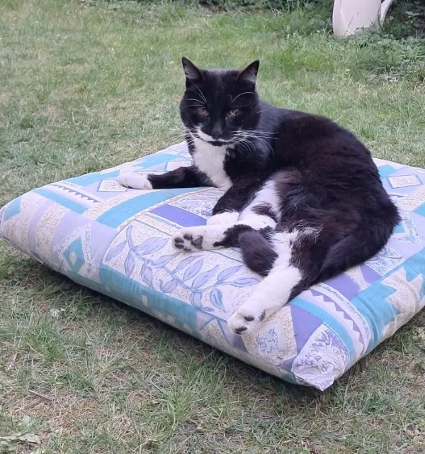 chat lost    Bordeaux FRLIX