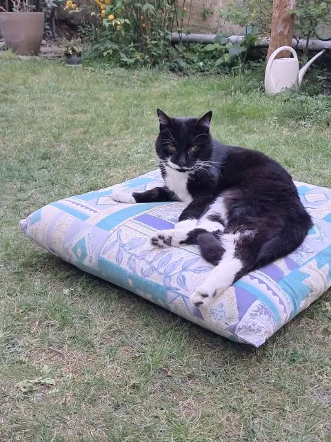 chat lost    Bordeaux Félix
