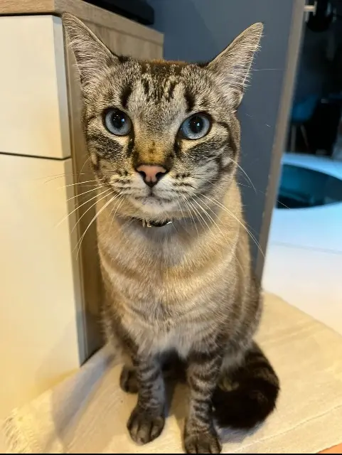 cat lost    Bordeaux Félix