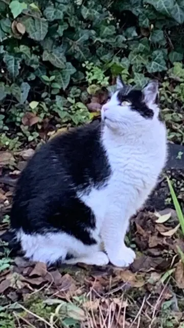 chat lost    Bordeaux Gospel