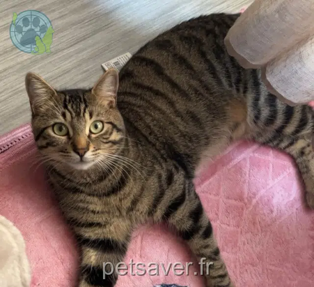 chat lost    Bordeaux Guizmo