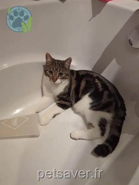 chat lost    Bordeaux Guyzmo