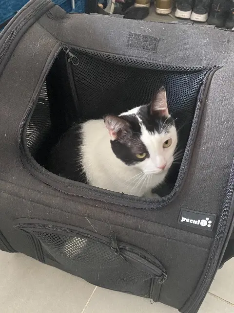 chat lost    Bordeaux Henry