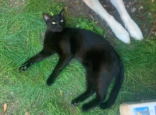 chat lost    Bordeaux Kichta