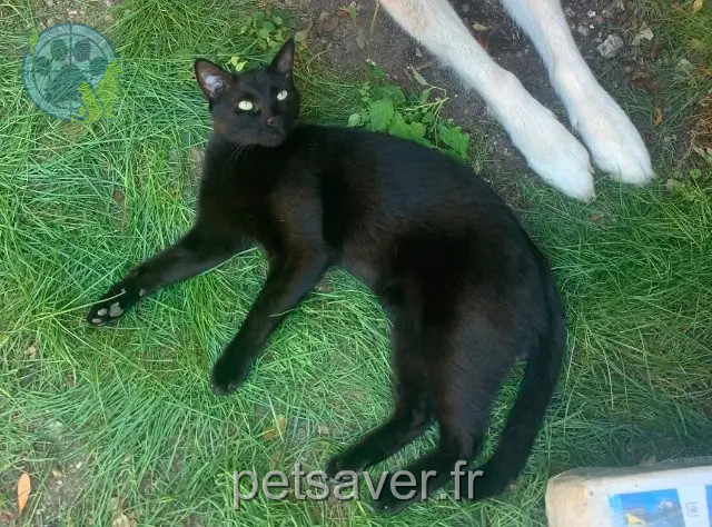 cat lost Bordeaux Kichta cat lost Bordeaux Kichta