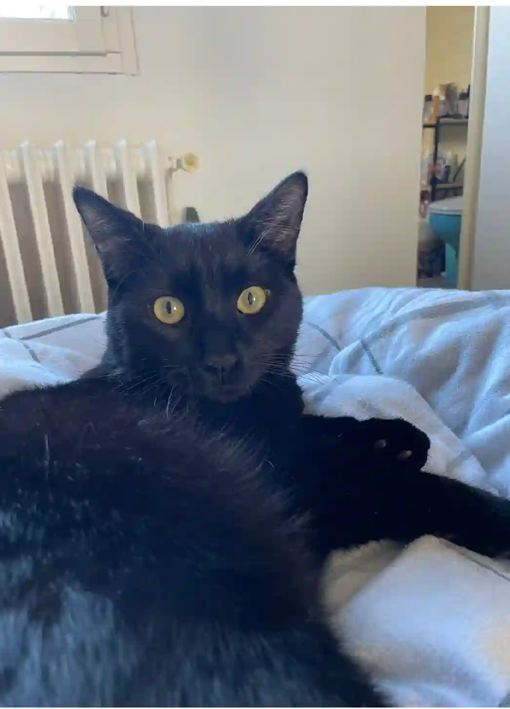 Chat Perdu 33 Gironde Bordeaux - Luffy Chat Perdu 33 Gironde Bordeaux - Luffy