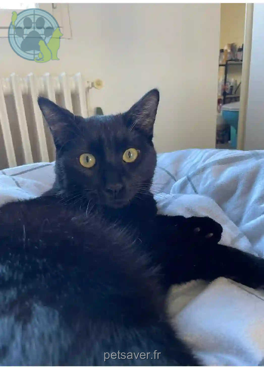 Chat Perdu 33 Gironde Bordeaux - Luffy Chat Perdu 33 Gironde Bordeaux - Luffy