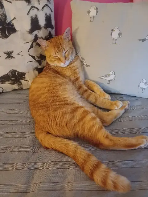 chat lost    Bordeaux Marcel