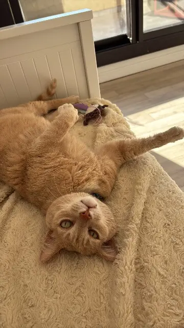 chat lost    Bordeaux Marley