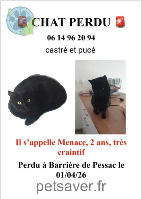 chat lost    Bordeaux Menace