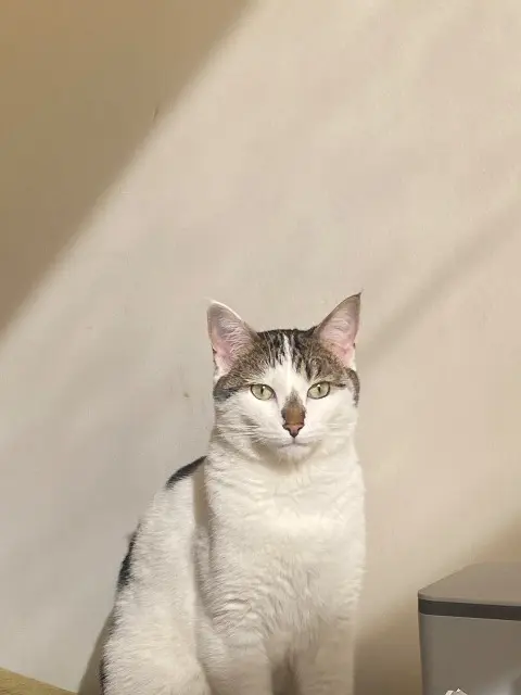 chat lost    Bordeaux Milo