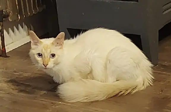 Chat Perdu 33 Gironde Bordeaux - Mister-tinkles Chat Perdu 33 Gironde Bordeaux - Mister-tinkles