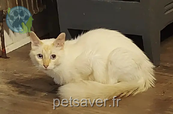 Chat Perdu 33 Gironde Bordeaux - Mister-tinkles Chat Perdu 33 Gironde Bordeaux - Mister-tinkles