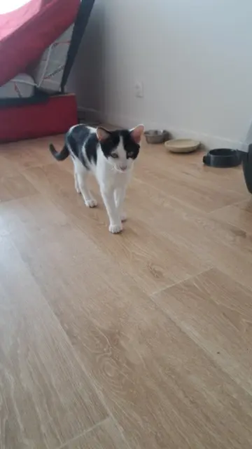 chat lost    Bordeaux Mitsuky