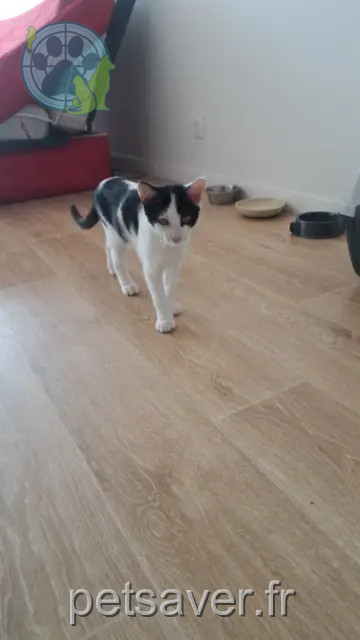 Kater vermisst Bordeaux Mitsuky Kater lost Bordeaux Mitsuky