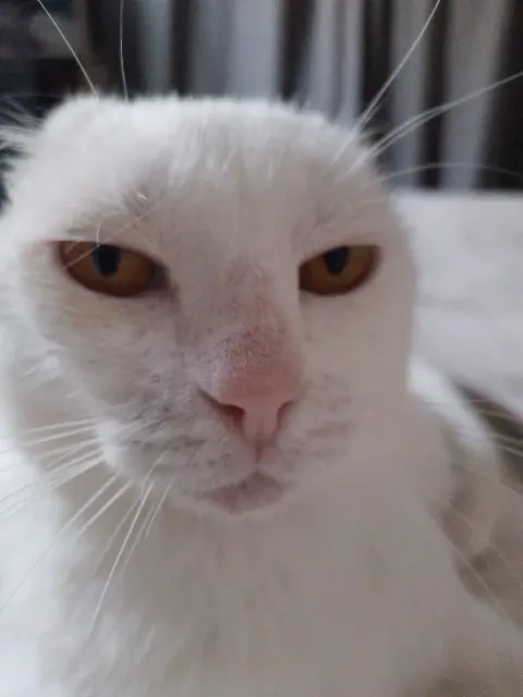 chat lost    Bordeaux Neige