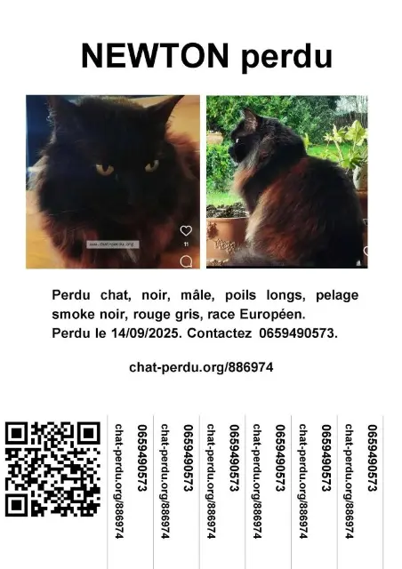 chat lost    Bordeaux Newton