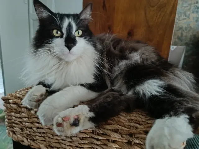 chat lost    Bordeaux ORION