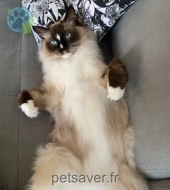 chat lost    Bordeaux Paco