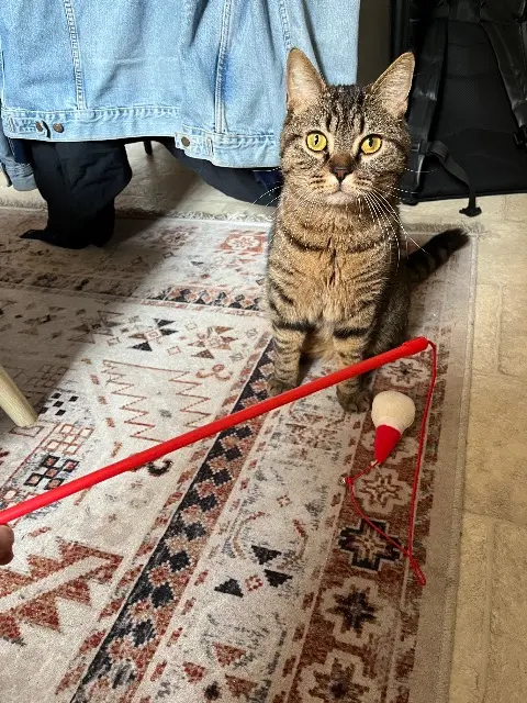 chat lost    Bordeaux Paco