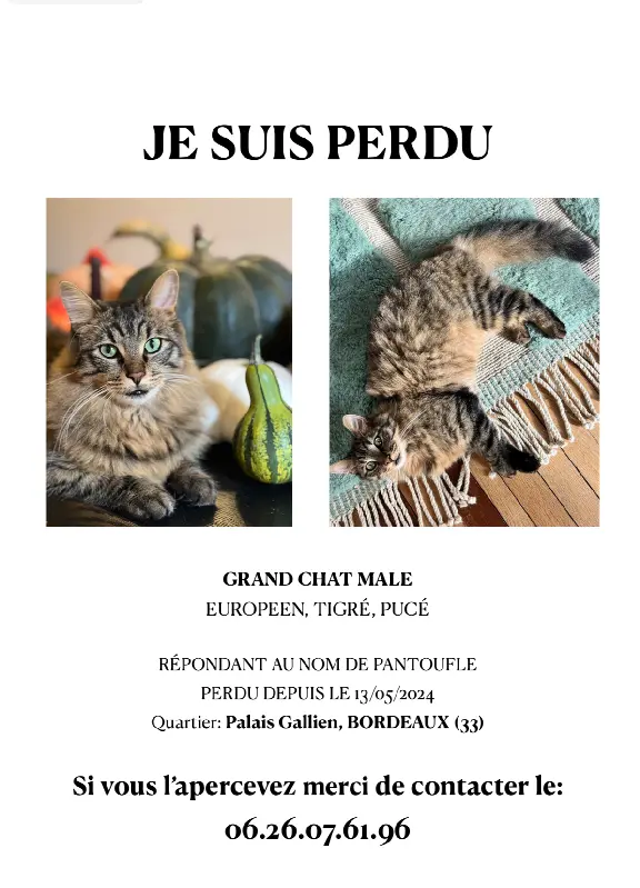Chat Perdu 33 Gironde Bordeaux - Pantoufle Chat Perdu 33 Gironde Bordeaux - Pantoufle