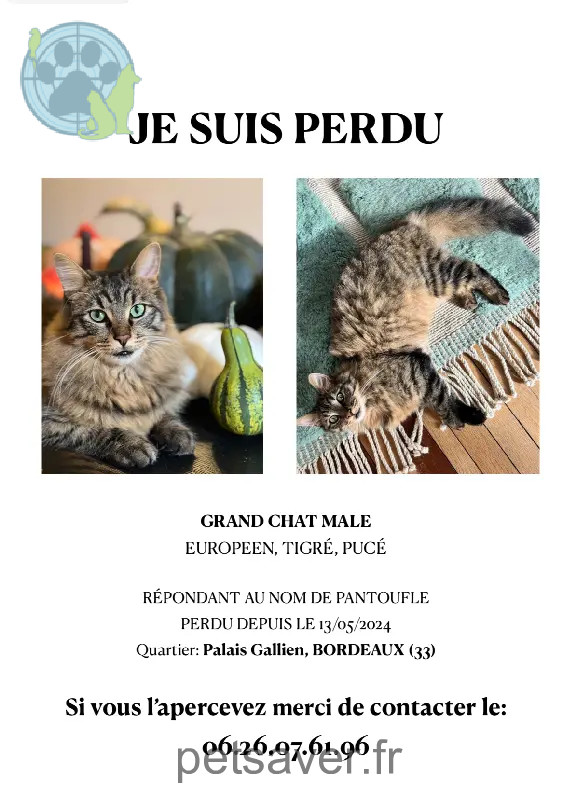Chat Perdu 33 Gironde Bordeaux - Pantoufle Chat Perdu 33 Gironde Bordeaux - Pantoufle