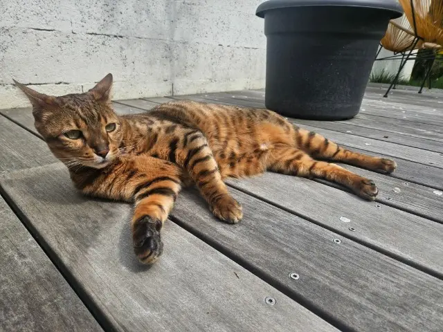 chat lost    Bordeaux Pepito