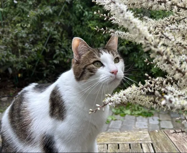 chat lost    Bordeaux Potter