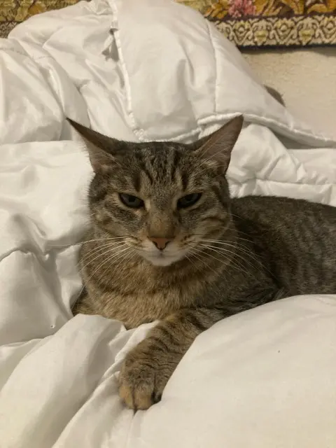 chat lost    Bordeaux POUPOUSH
