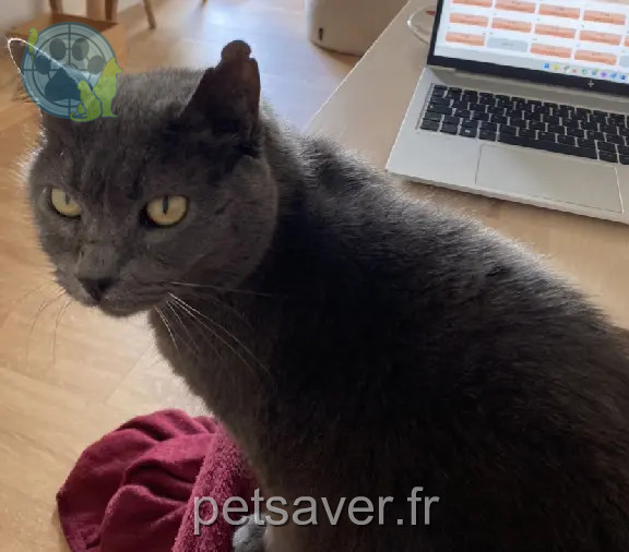 Chat Perdu 33 Gironde Bordeaux - Raoul Chat Perdu 33 Gironde Bordeaux - Raoul