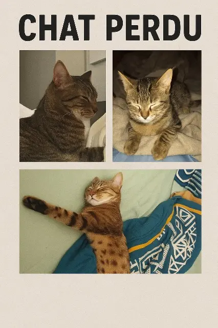 chat lost    Bordeaux Rey