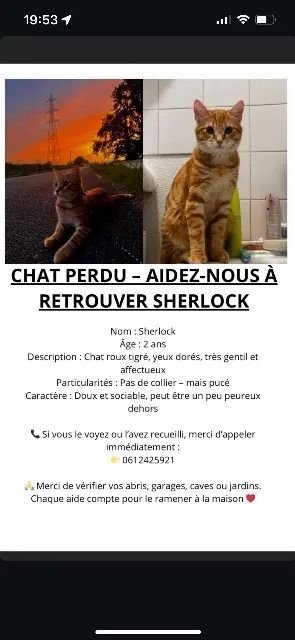 chat lost    Bordeaux Sherlock
