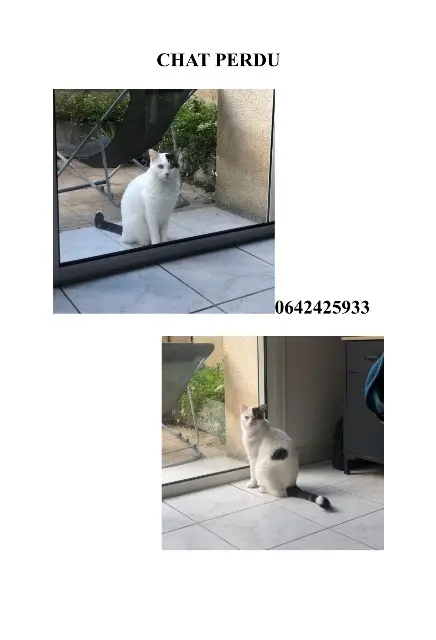 chat lost    Bordeaux Snoop
