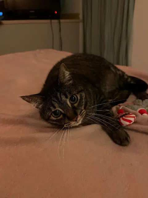 chat lost    Bordeaux Sush