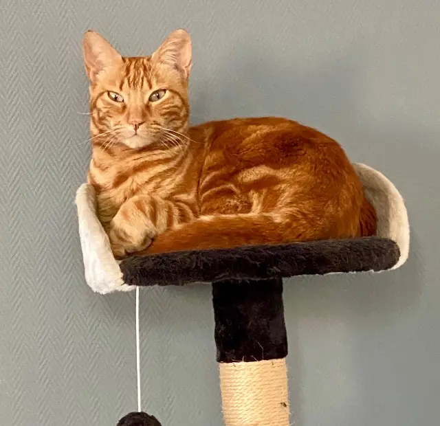 chat lost    Bordeaux Taruffe