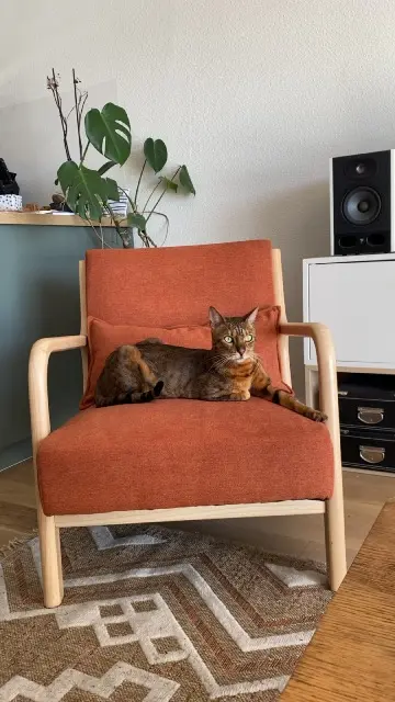 cat lost    Bordeaux Taïka