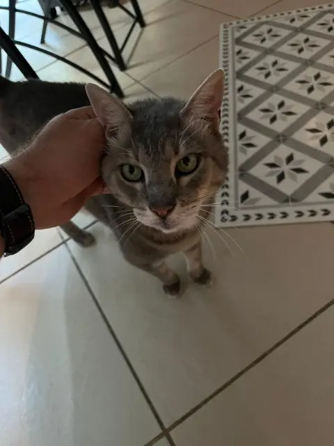 chat lost    Bordeaux Tigrou