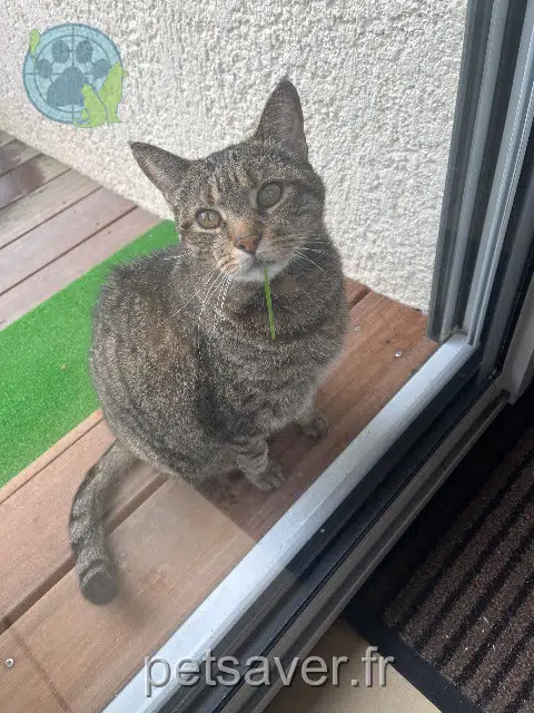 chat lost    Bordeaux Tilou