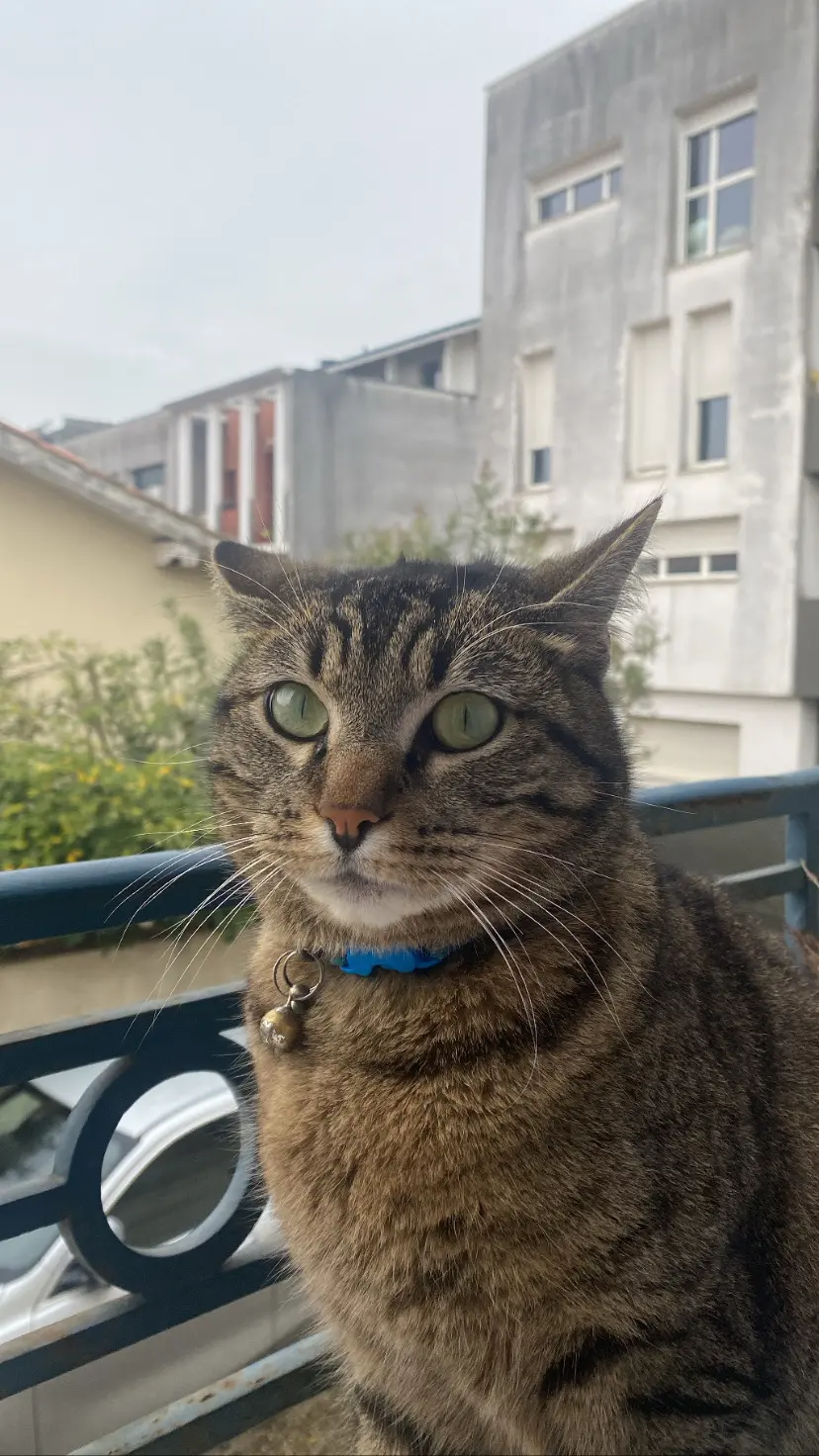 Chat Perdu 33 Gironde Bordeaux - Tomy Chat Perdu 33 Gironde Bordeaux - Tomy