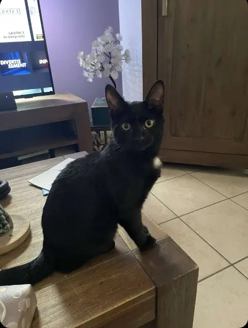 chat lost    Bordeaux Vador