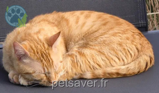 chat lost    Bordeaux Vice