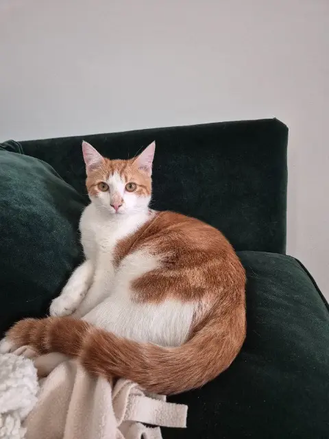 cat lost    Bordeaux Viggo