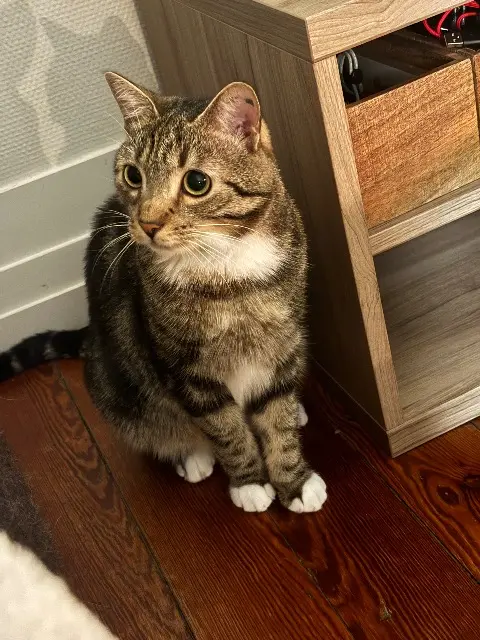 chat lost    Bordeaux Yuzu