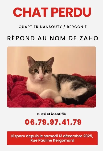 chat lost    Bordeaux Zaho